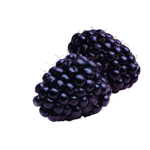 Two fresh blackberries on a black background, showcasing their rich color and texture.