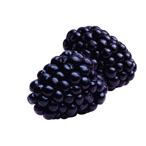 Close-up of two ripe blackberries, showcasing vibrant color and texture.