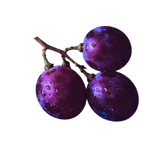Three ripe purple plums on a branch with dewdrops, showcasing their fresh and juicy texture.