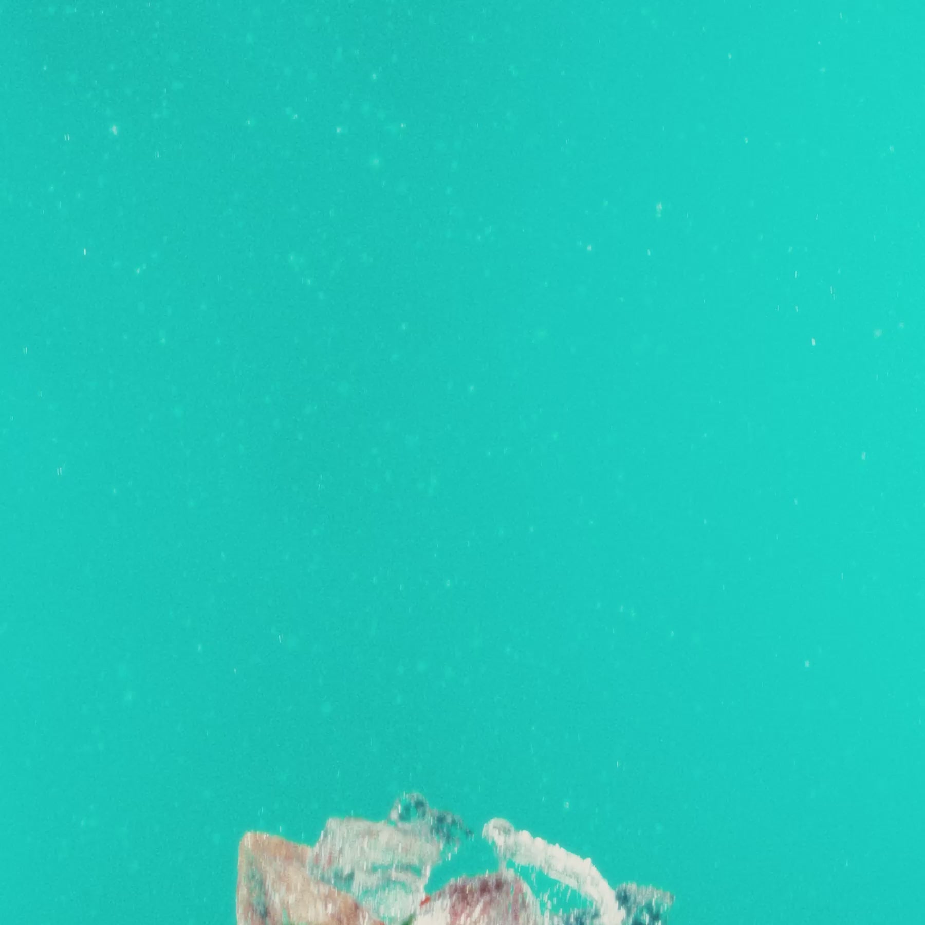 Close-up shot of natural elements in vibrant turquoise water, ideal for highlighting Guava Berry's tropical essence.