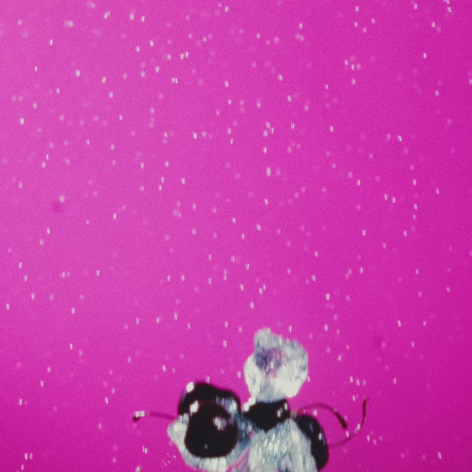 Artistic representation of Black Cherry on a vibrant pink background, showcasing complex soda-inspired notes.